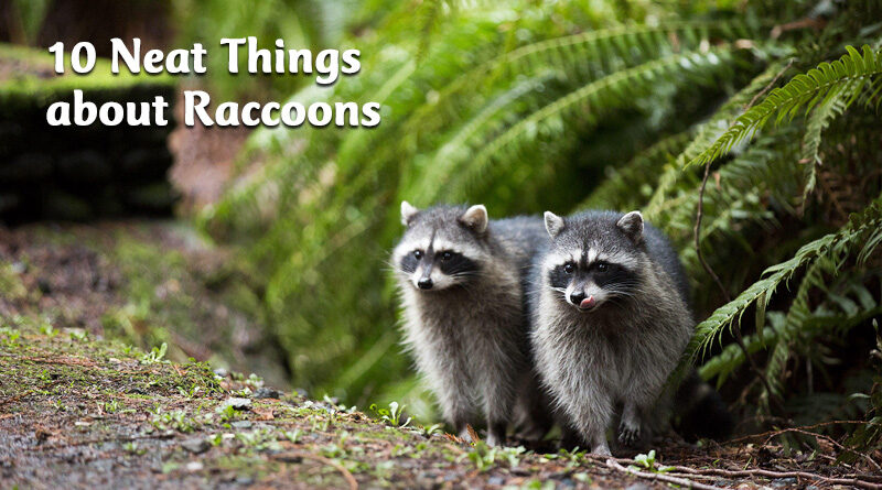 10 Neat things about raccoons