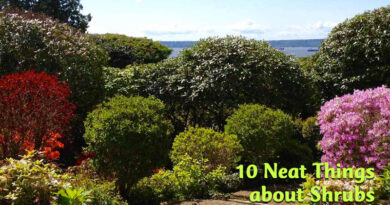 10 neat things about shrubs