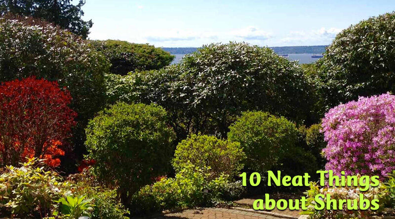 10 neat things about shrubs