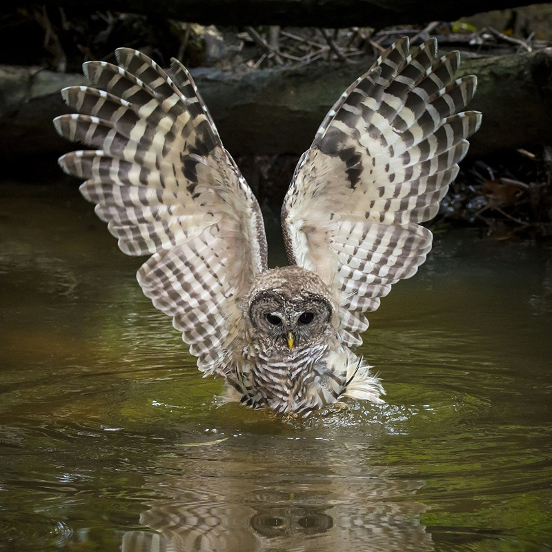 Hoot owl fishing