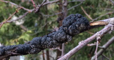 black knot on cherry trees