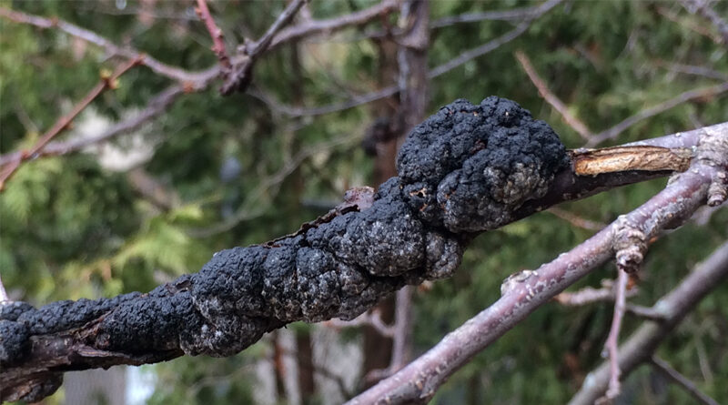 black knot on cherry trees