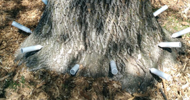 dutch elm disease
