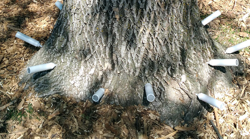dutch elm disease