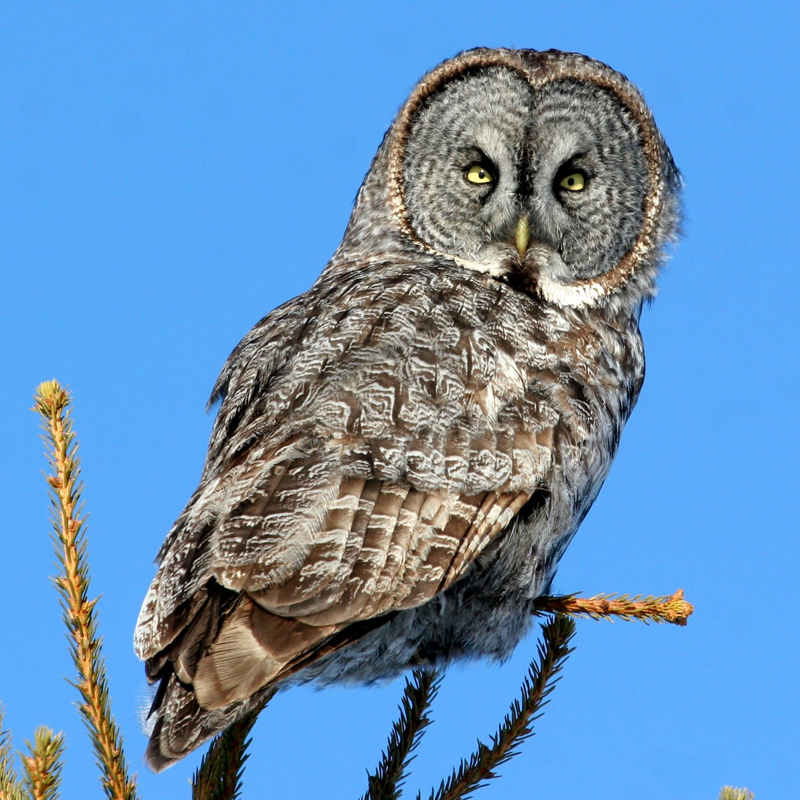 great grey owl