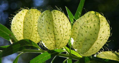 seed balls