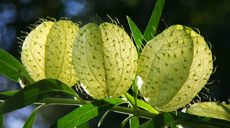 seed balls