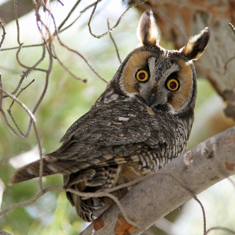 long eared owl
