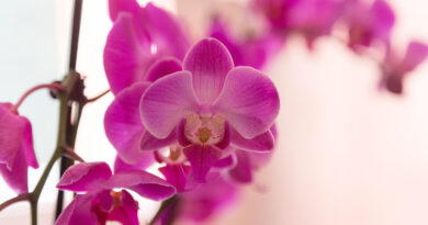growing orchids in your home