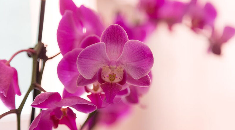 growing orchids in your home