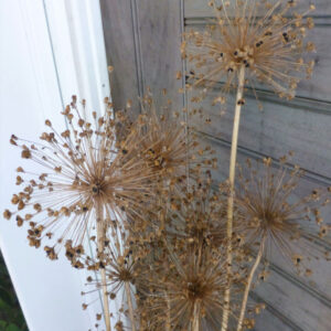 allium seed head