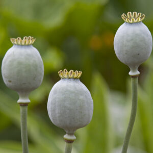 Poppy seed heads
