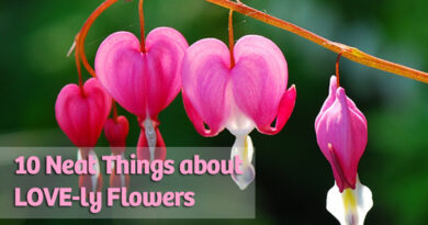 10 neat things about love flowers