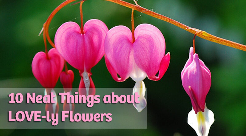 10 neat things about love flowers
