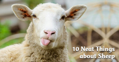 10 neat things about sheep