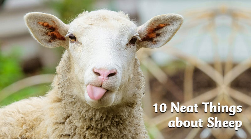10 neat things about sheep