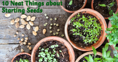 10 neat things about starting seeds