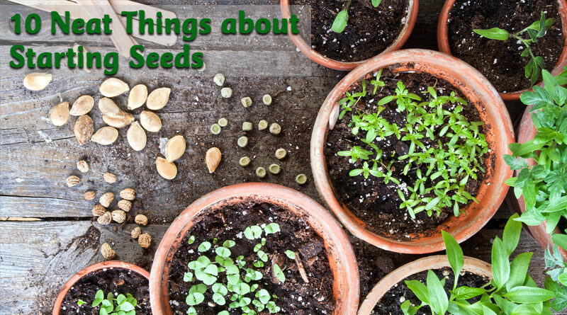 10 neat things about starting seeds