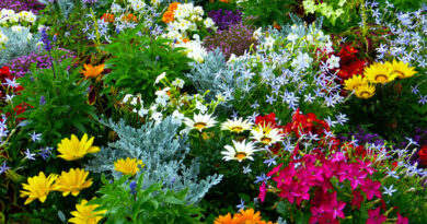 aromatic plants