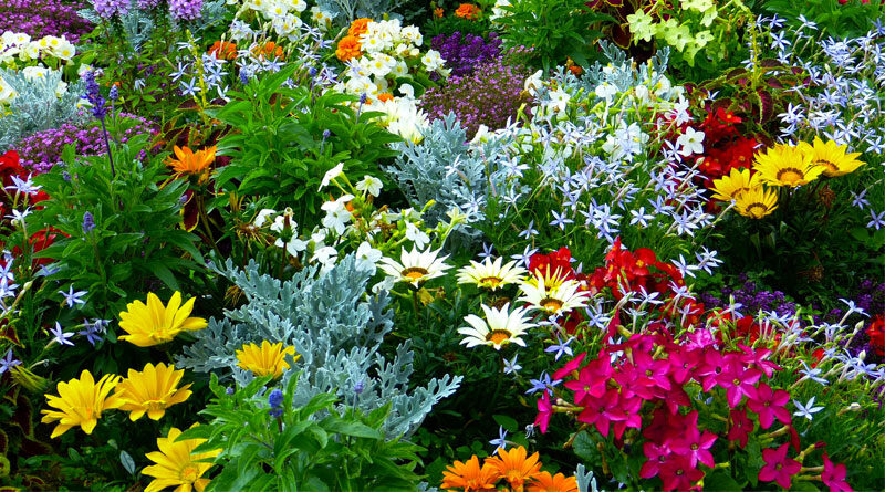 aromatic plants
