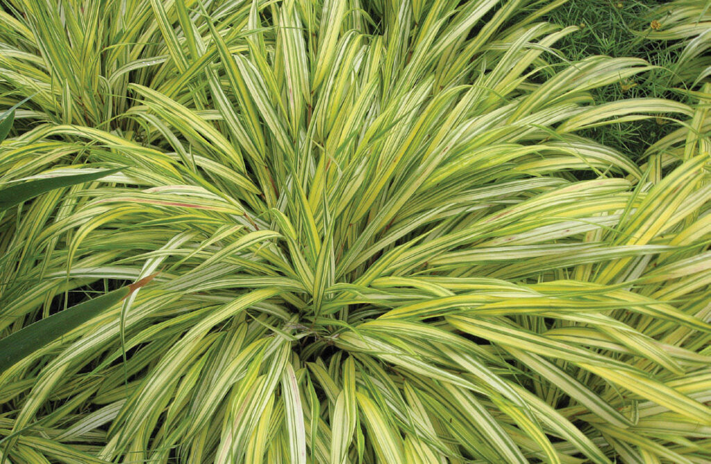 japanese fountain grass
