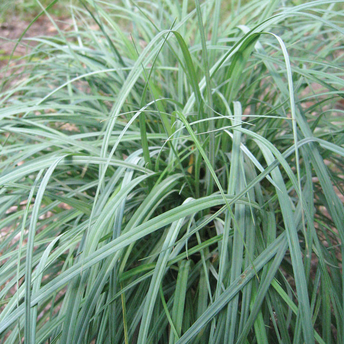blue sedge grass