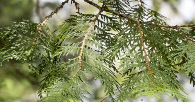 cedar