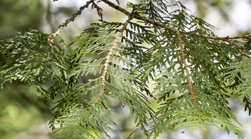 cedar