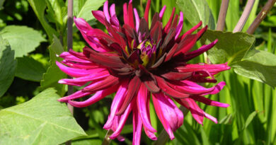 dahlias in your garden