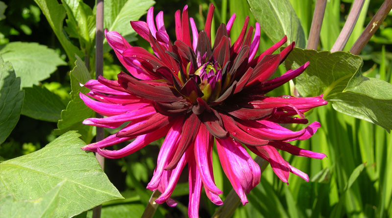 dahlias in your garden