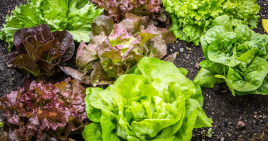 garden salad