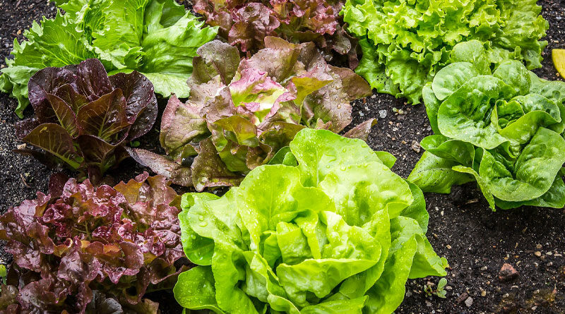 garden salad