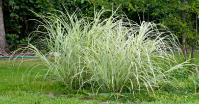 grasses
