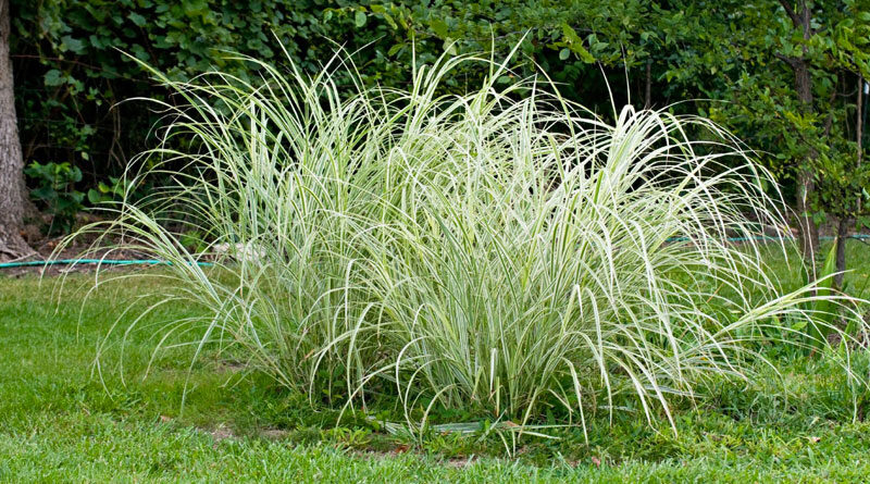 grasses