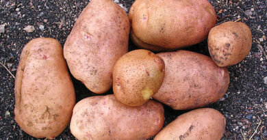 more about potatoes