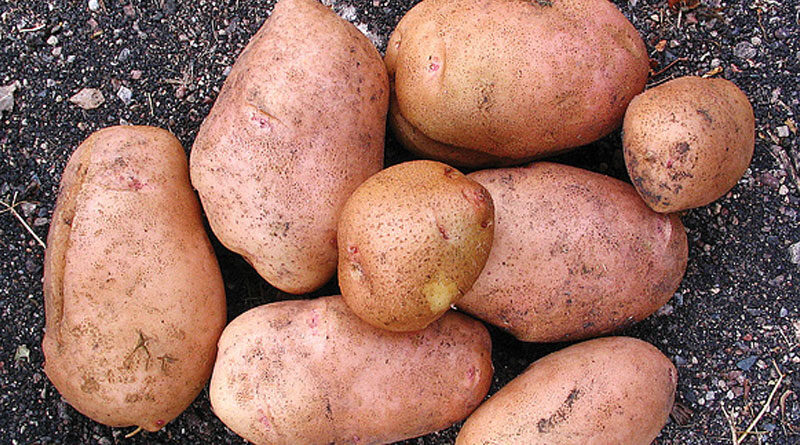 more about potatoes