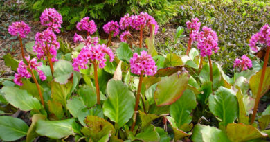 pig squeak bergenia cordifolia