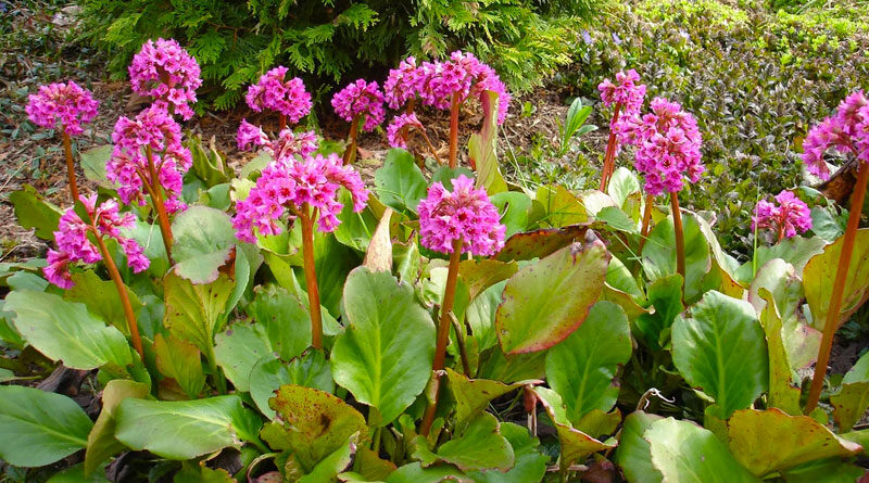pig squeak bergenia cordifolia