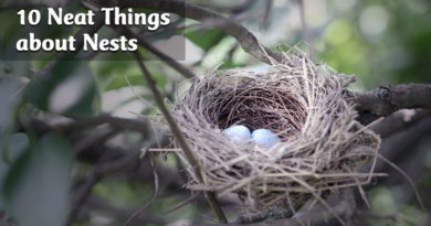 10 neat things about nests
