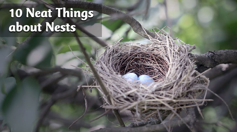 10 neat things about nests