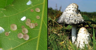 galls and fungus
