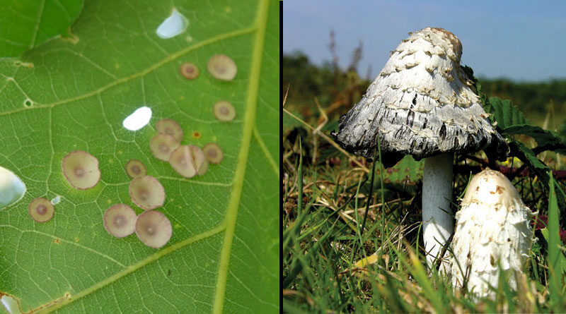 galls and fungus