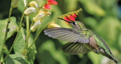 hummingbirds