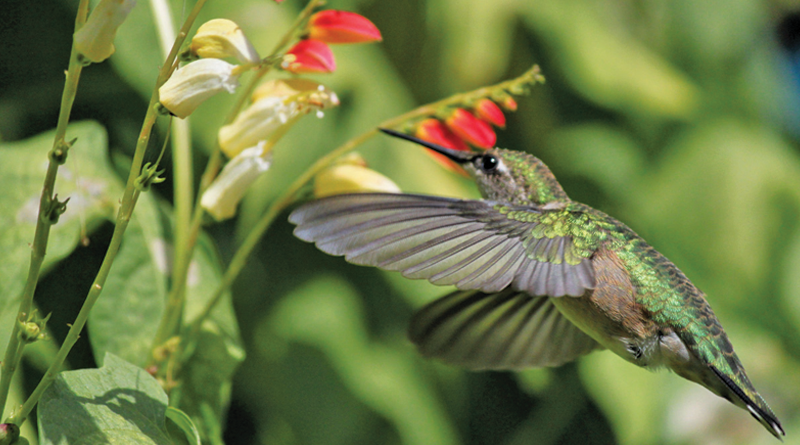 hummingbirds