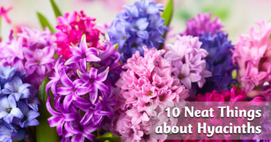 10 Neat Things about hyacinths