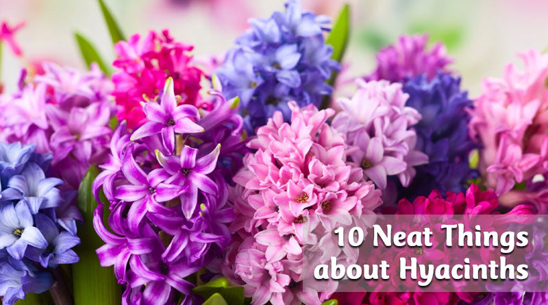 10 Neat Things about hyacinths
