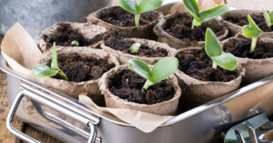 starting your own seeds