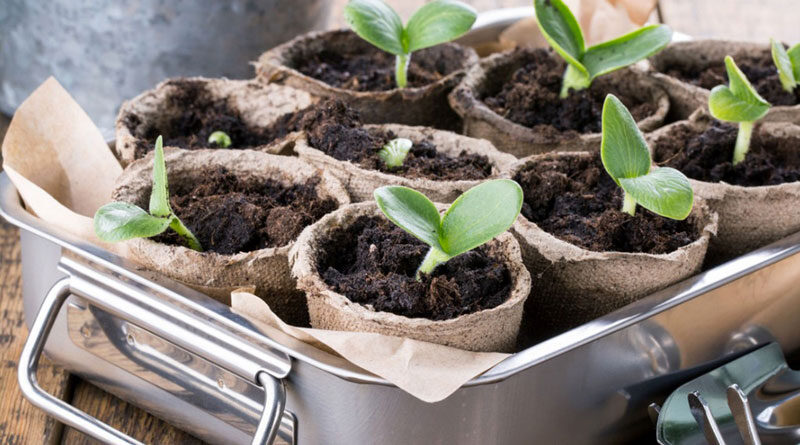 starting your own seeds