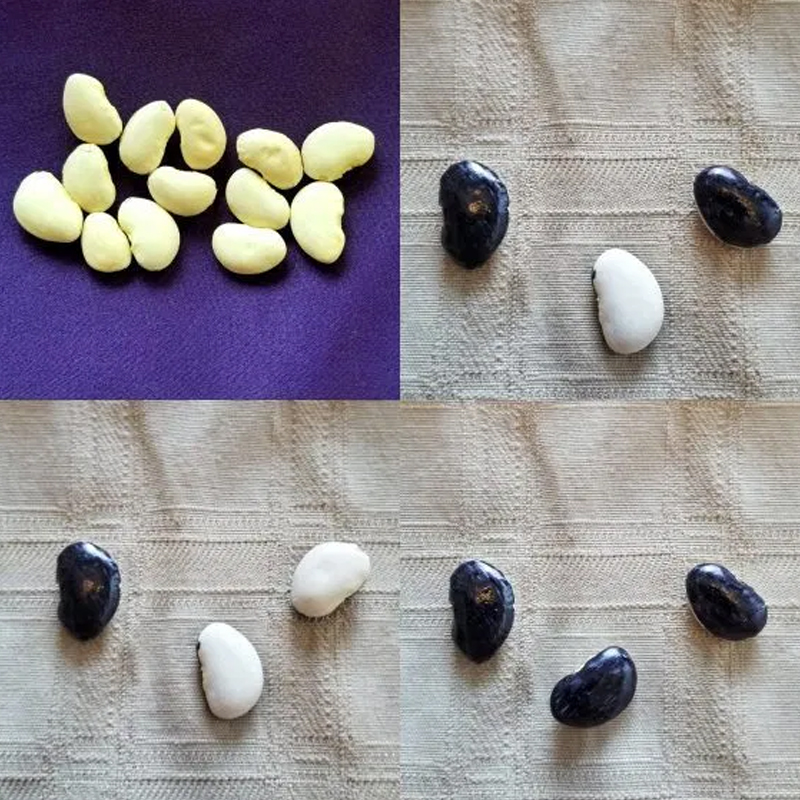 Fava beans used for favomancy