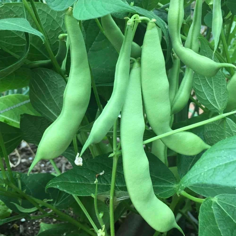Phaseolus vulgaris